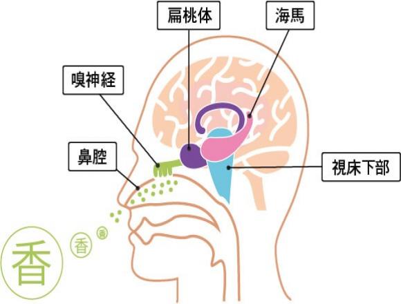 嗅覚は脳を活性化する
