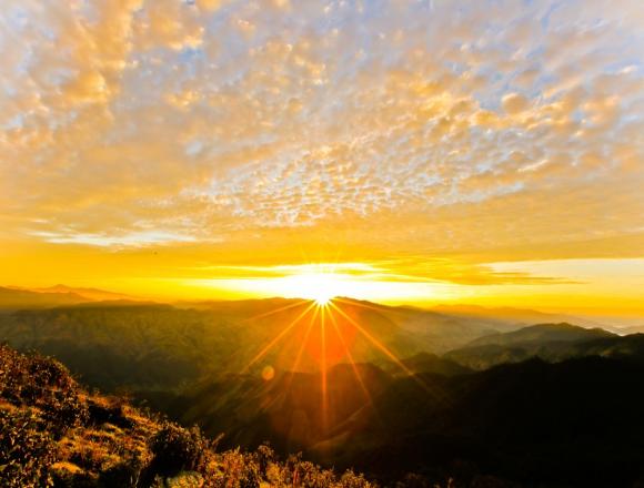 環境情報は生命のスイッチ